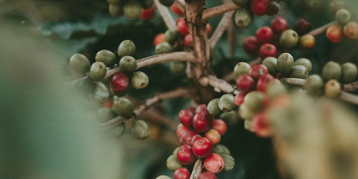 Beeren, grün, rot (am Ast)